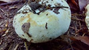 Langstieliger-Pfeffermilchling_Lactarius-piperatus_20260701_152653.jpg