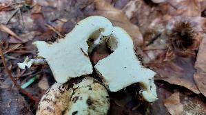 Langstieliger-Pfeffermilchling_Lactarius-piperatus_20260701_153342.jpg
