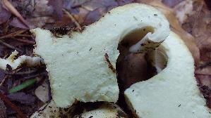 Langstieliger-Pfeffermilchling_Lactarius-piperatus_20260701_153406.jpg