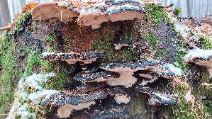 Laubholz---Harzporling_Ischnoderma-resinosum_20251124_120618.jpg