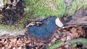 Laubholz---Harzporling_Ischnoderma-resinosum_20251218_143015.jpg