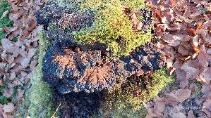 Laubholz---Harzporling_Ischnoderma-resinosum_20260120_143936.jpg