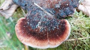 Laubholz---Harzporling_Ischnoderma-resinosum_20260929_124955.jpg