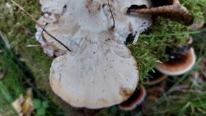 Laubholz---Harzporling_Ischnoderma-resinosum_20260929_125014.jpg