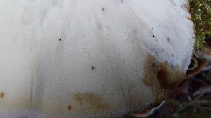 Laubholz---Harzporling_Ischnoderma-resinosum_20260929_125028.jpg