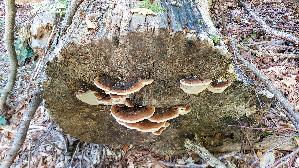 Laubholz---Harzporling_Ischnoderma-resinosum_20260929_130529.jpg