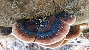Laubholz---Harzporling_Ischnoderma-resinosum_20260929_130600.jpg