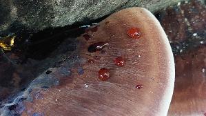 Laubholz---Harzporling_Ischnoderma-resinosum_20260929_130653.jpg