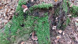 Laubholz---Harzporling_Ischnoderma-resinosum_20261009_125152.jpg