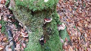 Laubholz---Harzporling_Ischnoderma-resinosum_20261018_133924.jpg