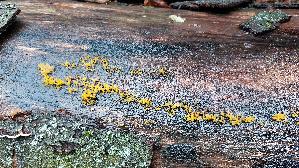 Laubholzhoernling_Calocera-cornea_20250925_153039.jpg