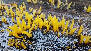 Laubholzhoernling_Calocera-cornea_20250925_153057.jpg