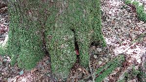 Leberreischling_Fistulina-hepatica_20260728_123953.jpg