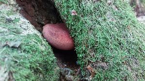 Leberreischling_Fistulina-hepatica_20260728_124009.jpg