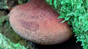 Leberreischling_Fistulina-hepatica_20260728_124025.jpg