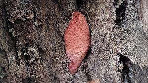 Leberreischling_Fistulina-hepatica_20260823_143842.jpg
