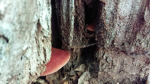 Leberreischling_Fistulina-hepatica_20260830_120532.jpg