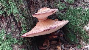 Leberreischling_Fistulina-hepatica_20260929_135345.jpg