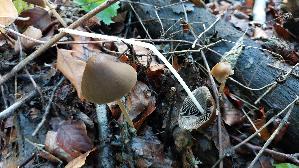 Lederbrauner-Faserling_Psathyrella-conopilus_20261010_150517.jpg
