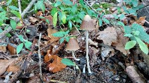Lederbrauner-Faserling_Psathyrella-conopilus_20261014_114658.jpg