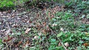 Lederbrauner-Faserling_Psathyrella-conopilus_20261014_164333.jpg