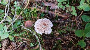 Lila-Dickfuss_Cortinarius-traganus_20250904_095329.jpg