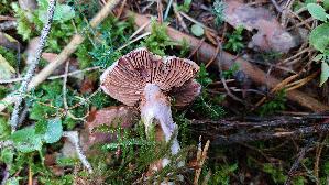 Lila-Dickfuss_Cortinarius-traganus_20250904_095340.jpg