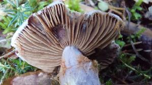 Lila-Dickfuss_Cortinarius-traganus_20250904_095400.jpg