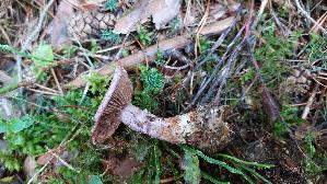 Lila-Dickfuss_Cortinarius-traganus_20250904_095546.jpg