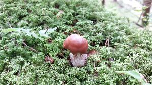Lila-Dickfuss_Cortinarius-traganus_20250907_114221.jpg