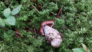Lila-Dickfuss_Cortinarius-traganus_20250907_114245.jpg