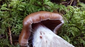 Lila-Dickfuss_Cortinarius-traganus_20250907_114303.jpg