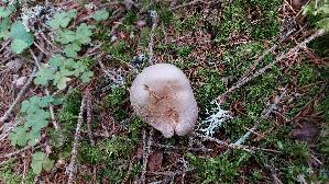 Lila-Dickfuss_Cortinarius-traganus_20250907_132204.jpg