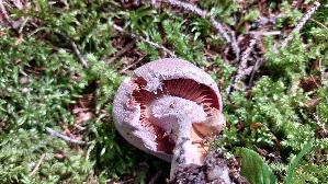 Lila-Dickfuss_Cortinarius-traganus_20250907_132305.jpg