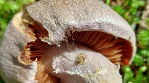 Lila-Dickfuss_Cortinarius-traganus_20250907_132326.jpg
