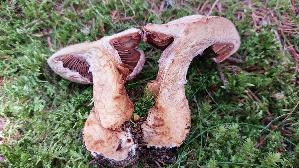 Lila-Dickfuss_Cortinarius-traganus_20250907_132532.jpg