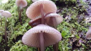 Lilaschneidiger-Helmling_Mycena-purpureofusca_20261013_134814.jpg