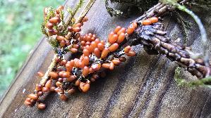 Loewenfruechtchen_Leocarpus-fragilis_20261003_151154.jpg