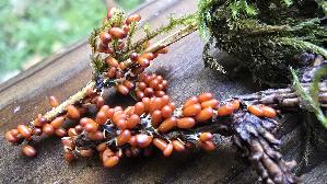 Loewenfruechtchen_Leocarpus-fragilis_20261003_151206.jpg