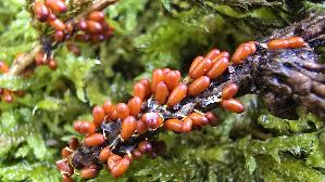 Loewenfruechtchen_Leocarpus-fragilis_20261003_151335.jpg