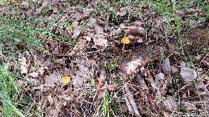 Loewengelber-Dachpilz_Pluteus-leoninus_20260830_132001.jpg