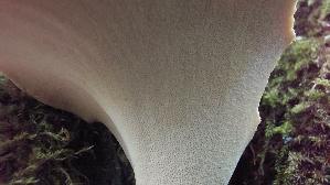 Loewengelber-Schwarzfussporling_Cerioporus-leptocephalus_20260614_151002.jpg