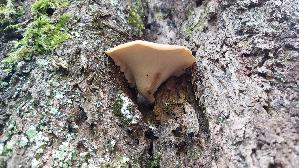 Loewengelber-Schwarzfussporling_Cerioporus-leptocephalus_20260701_151220.jpg