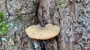 Loewengelber-Schwarzfussporling_Cerioporus-leptocephalus_20260701_151259.jpg