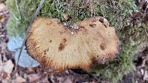 Loewengelber-Schwarzfussporling_Cerioporus-leptocephalus_20260827_132903.jpg