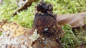 Loewengelber-Schwarzfussporling_Cerioporus-leptocephalus_20260827_132933.jpg