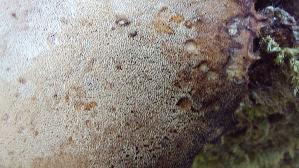 Loewengelber-Schwarzfussporling_Cerioporus-leptocephalus_20260827_132943.jpg