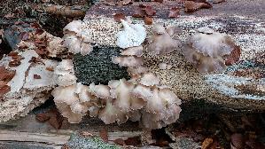 Lungen---Seitling_Pleurotus-pulmonarius_20251017_164137.jpg