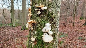 Lungen---Seitling_Pleurotus-pulmonarius_20251202_130413.jpg