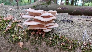 Lungen---Seitling_Pleurotus-pulmonarius_20260602_131543.jpg